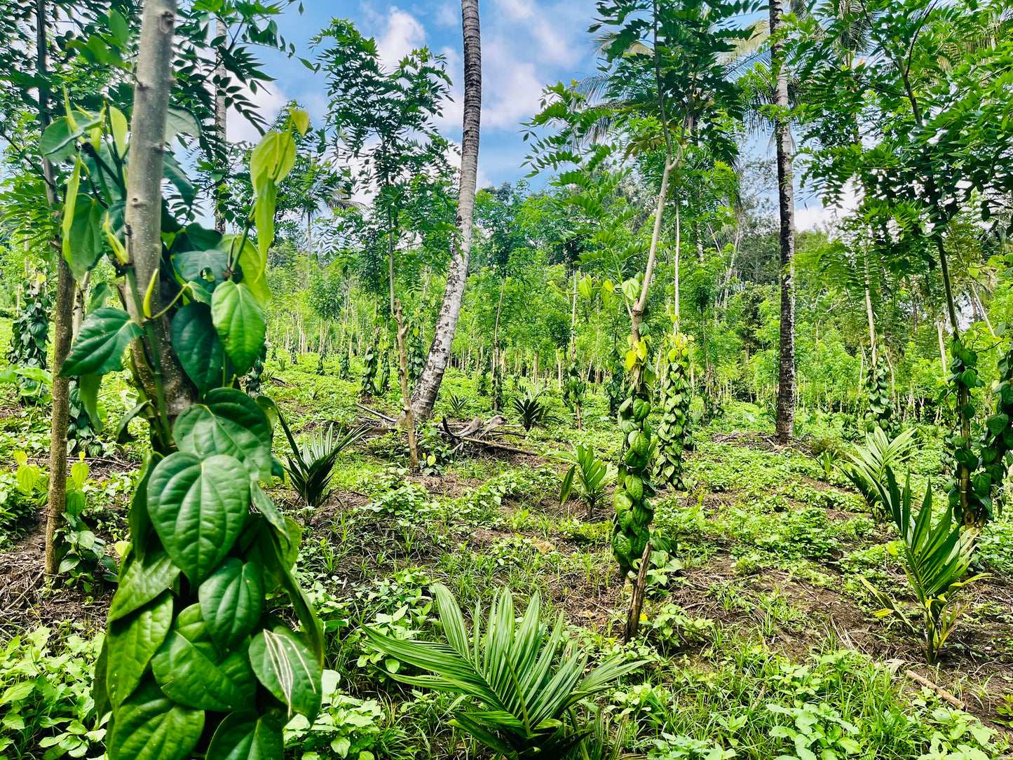 Whole Black Pepper – 100% Organic | Premium Kerala Peppercorns