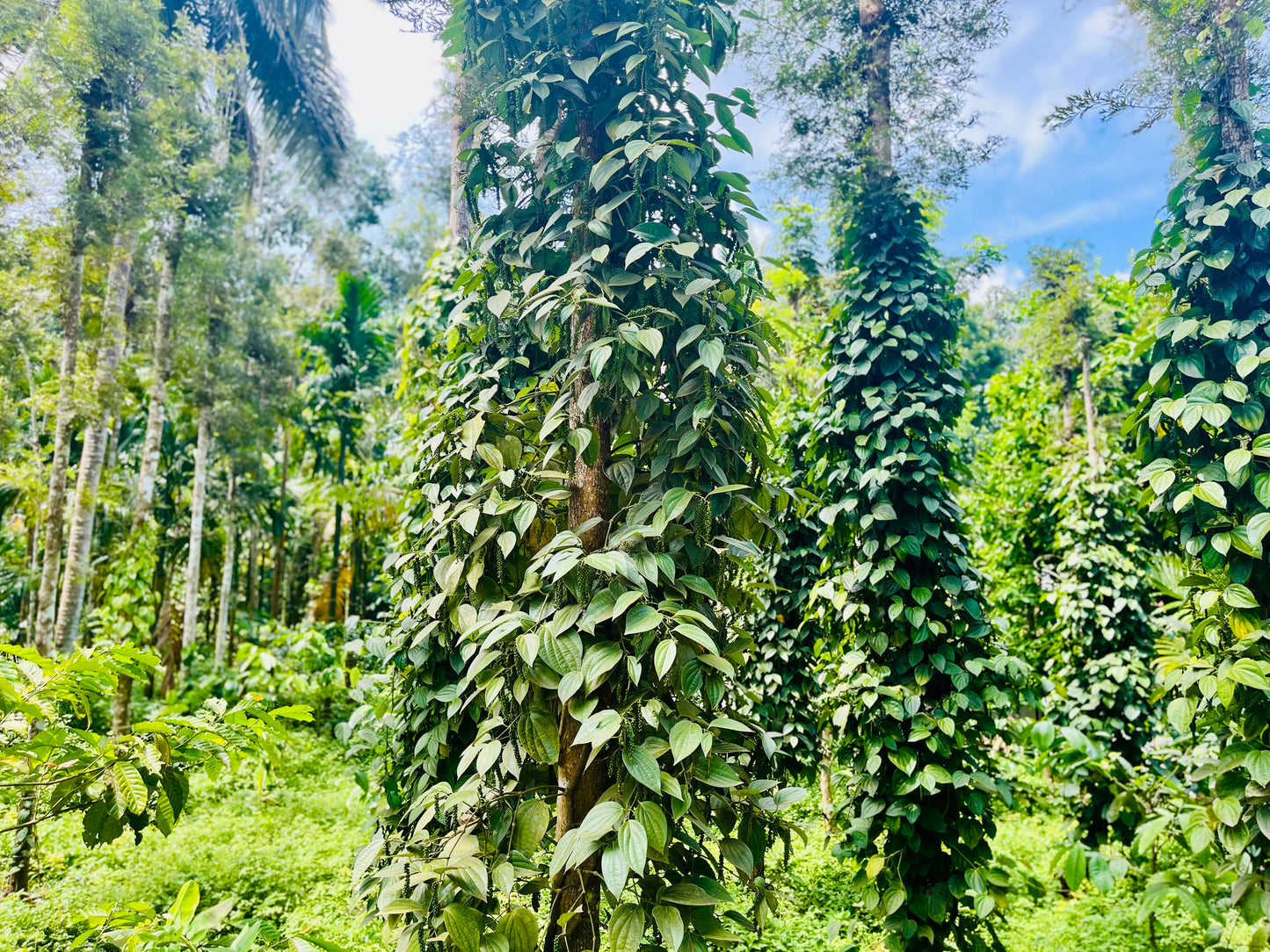 Whole Black Pepper – 100% Organic | Premium Kerala Peppercorns